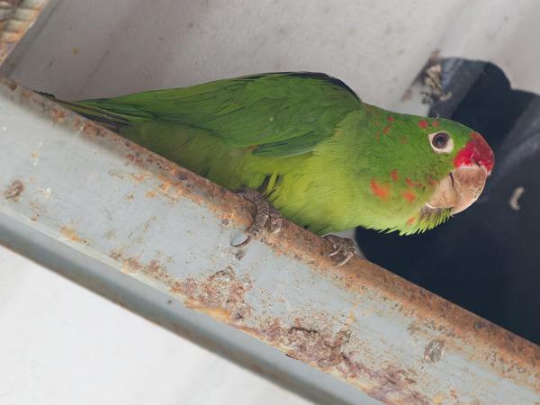 <h3><a href="/trips/costa-rica/biota/animalia/chordata/aves/027 psittaciformes/003 psittacidae/psittacara finschi/psittacara finschi-nl.html">Psittacara&nbsp;finschi</a> / Finsch's&nbsp;parakeet / Finsch'&nbsp;aratinga</h3>OM-1 Mark II met OLYMPUS M.150-400mm F4.5, 1/640 sec  bij F4.5, ISO 10000, afstand 7.82&nbsp;m